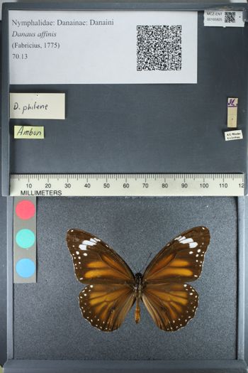Media type: image;   Entomology 165825